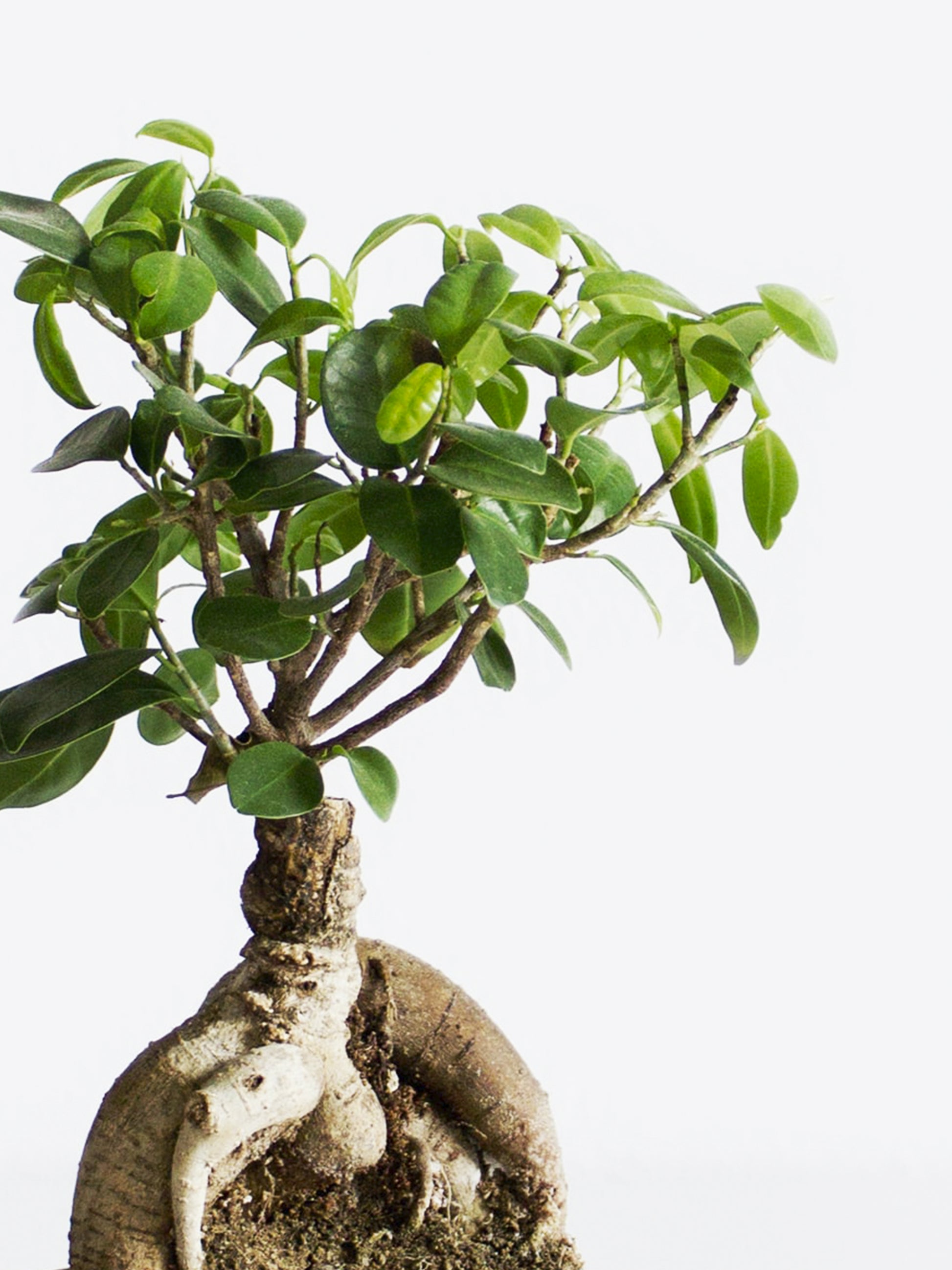 Ficus Ginseng Microcarpa | Altura 35cm - Diámetro 12cm