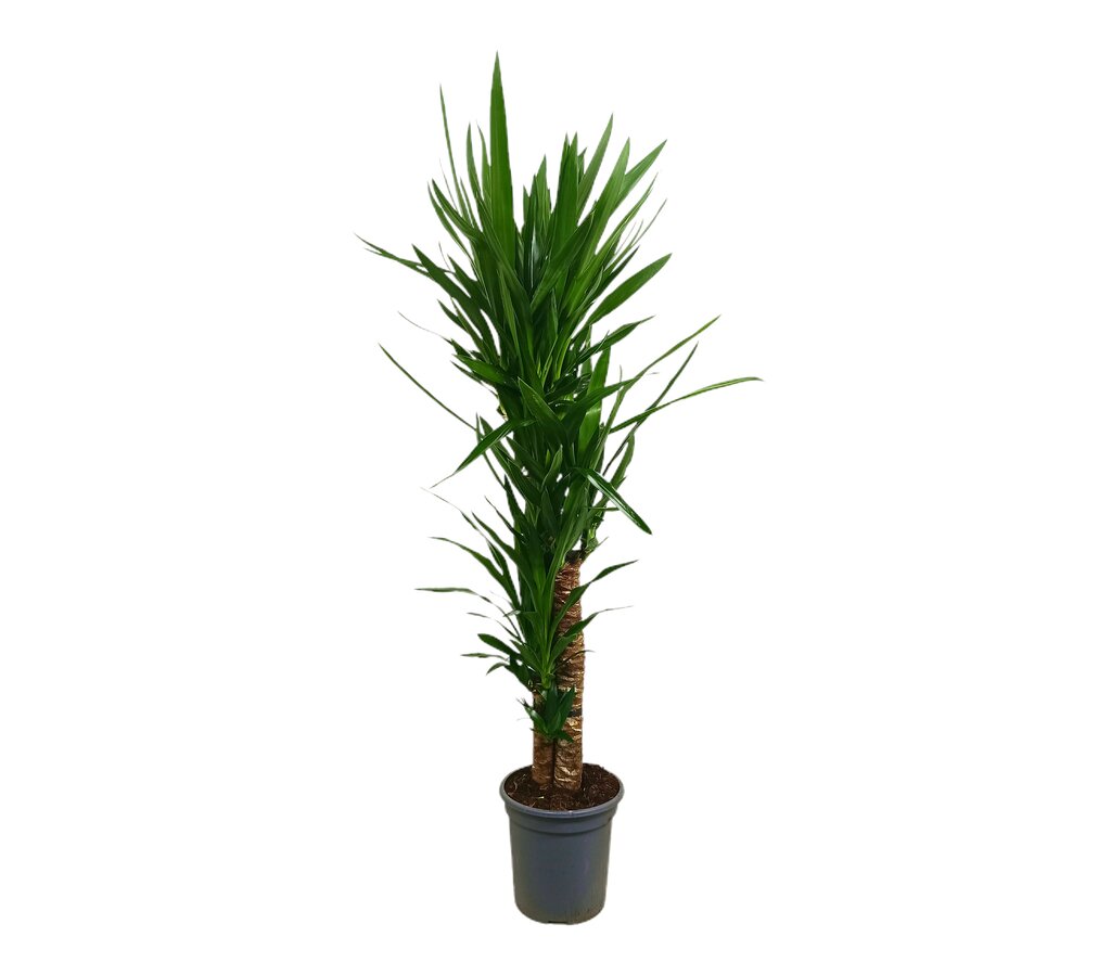 Yucca Elephantipes 90-60-30 M22 120cm_0