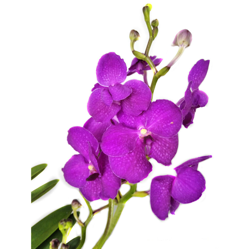 Orquidea Vanda Natural