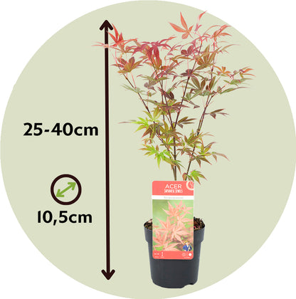Arce Japonés - 4 Pzs - Acer Palmatum - Altura 25-40cm - ⌀105cm_2