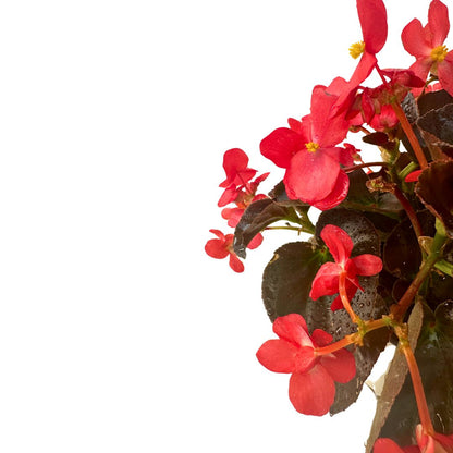 Begonia Barariensis O Begonia Flor De Azúcar_1