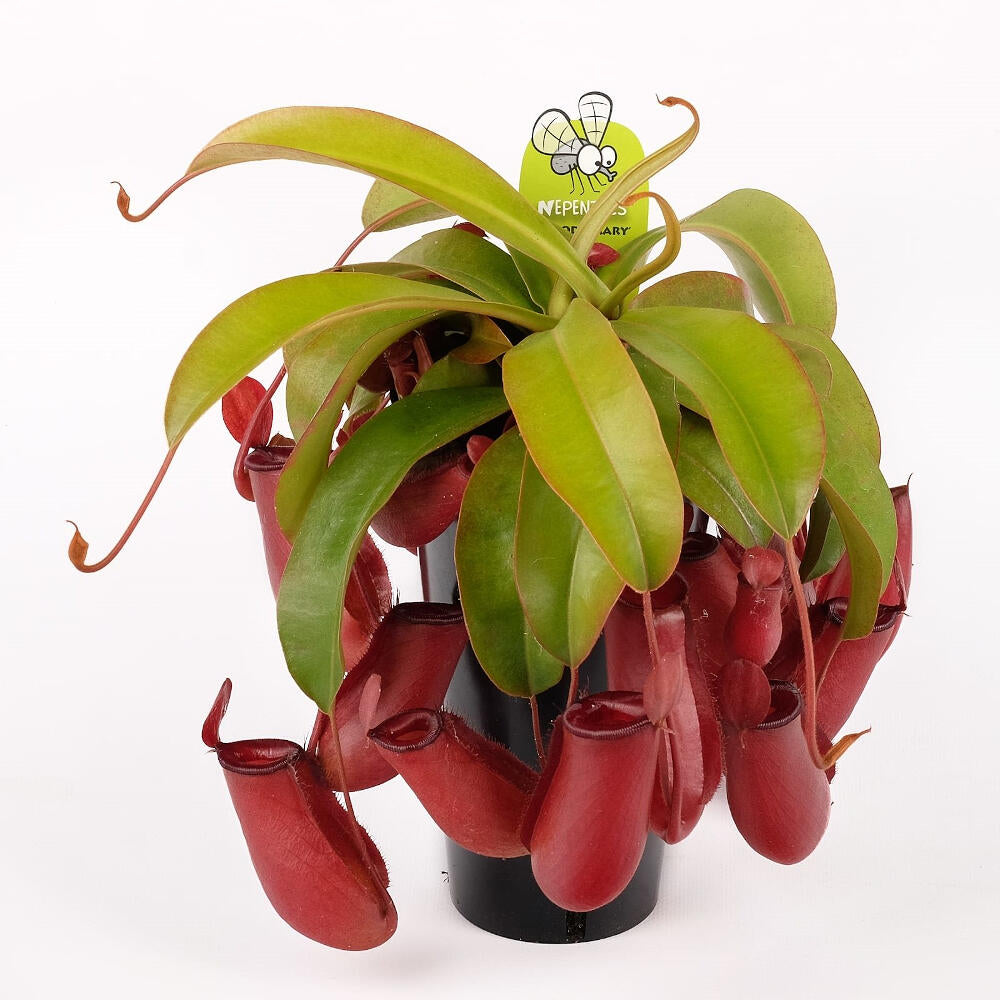 Nepenthes Blood Mary M12 40cm_0