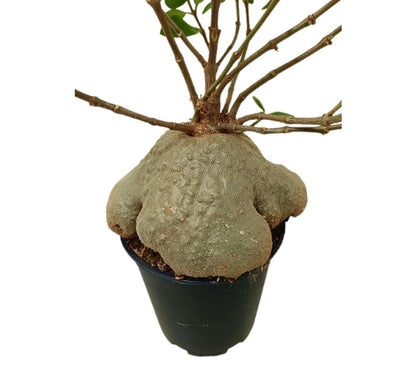 Hydnophytum Papuanum M21 (planta Hormiguero O Planta Laberinto)_1