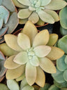 Pachyveria Ruth Planta Suculenta 8 Cms