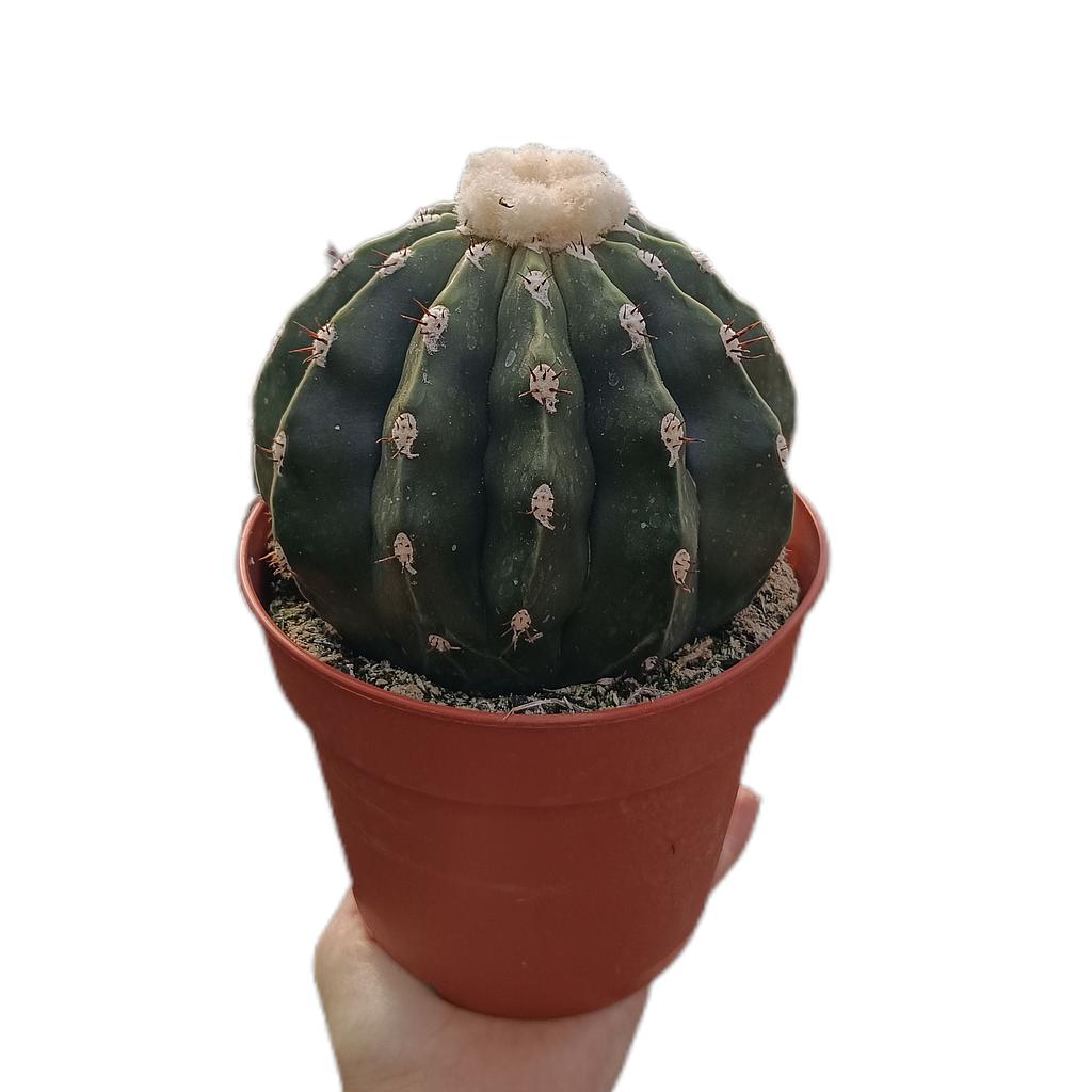 Melocactus Maxonii M15_0