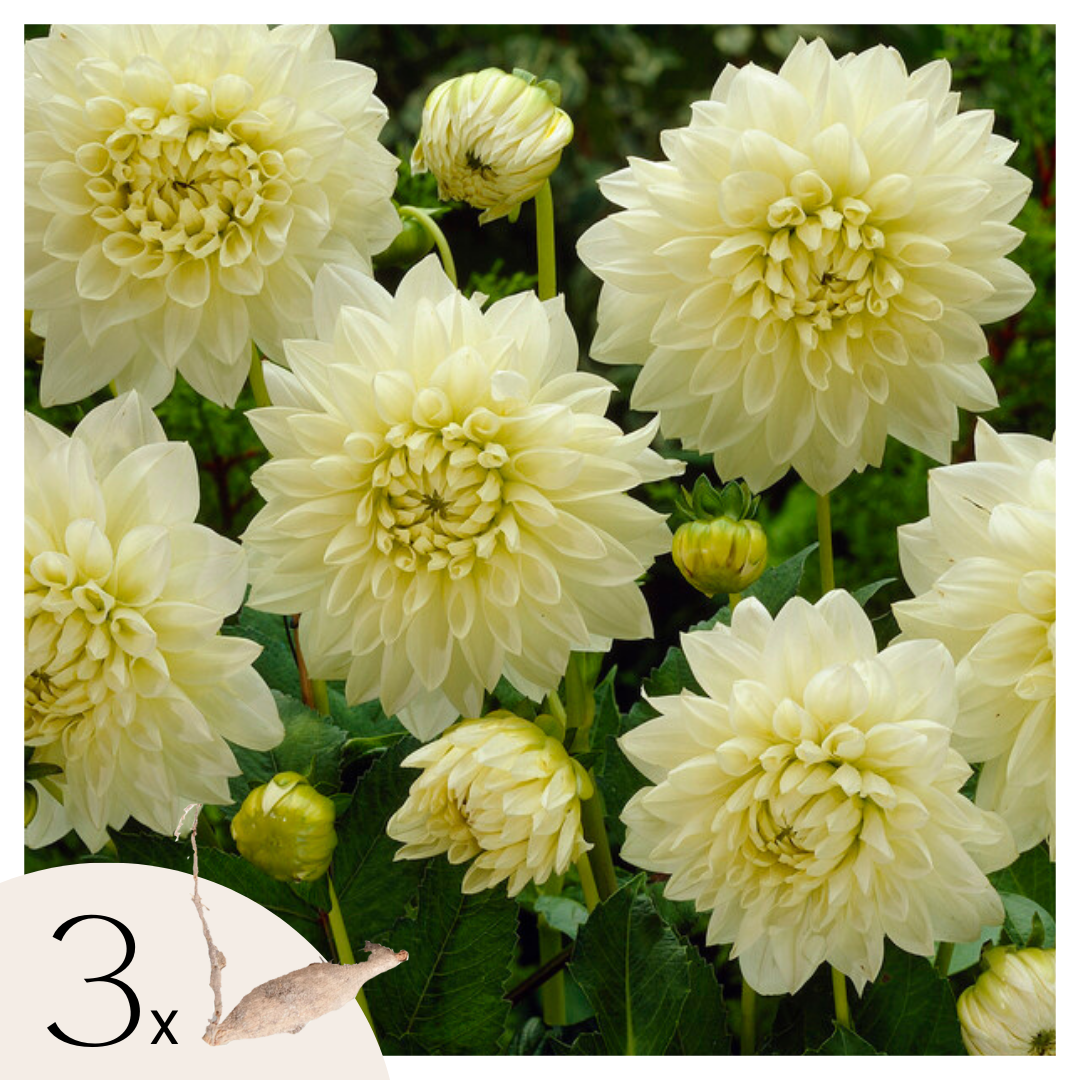 Tubérculos De Dalia - 3 Pzs - Dahlia 'white Perfection'_0