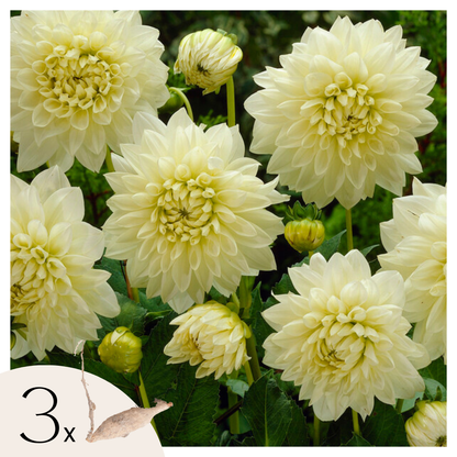 Tubérculos De Dalia - 3 Pzs - Dahlia 'white Perfection'_0