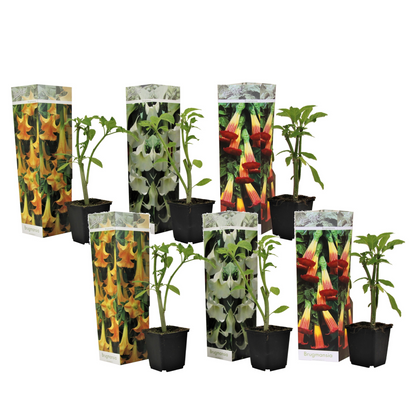 Trompetera - 6 Pzs - Brugmansia - Altura 25-40cm - ⌀9cm