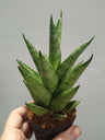 Sansevieria Touhgth Lady Planta De Interior