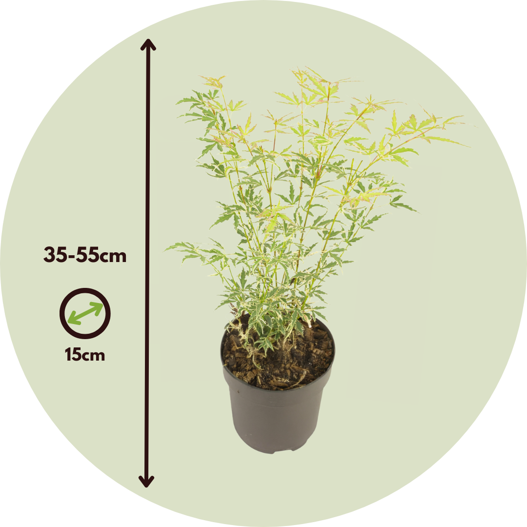 Arce Japonés - 2 Piezas - Acer Palmatum 'butterfly' - Altura 35-55cm - ⌀15cm_2