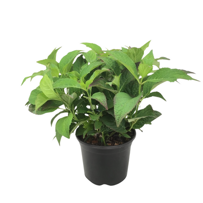 Hortensia - Hydrangea Serrata 'summerglow' - Altura 25-40cm - ⌀19cm