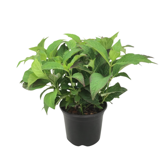 Hortensia - Hydrangea Serrata 'summerglow' - Altura 25-40cm - ⌀19cm