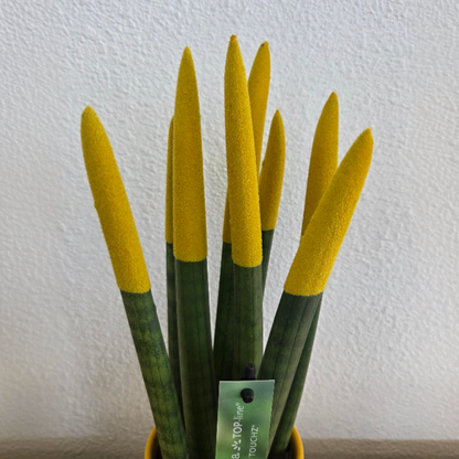 Lengua De Suegra Cilíndrica - Sansevieria Cylindrica - Altura 20-40cm - ⌀9cm