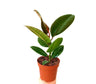 Ficus Elastica Robusta M12