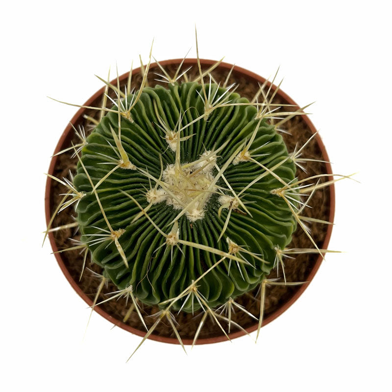 Echinofossulocactus Multicostatus Cactus Y Suculentas M8,5 Ø