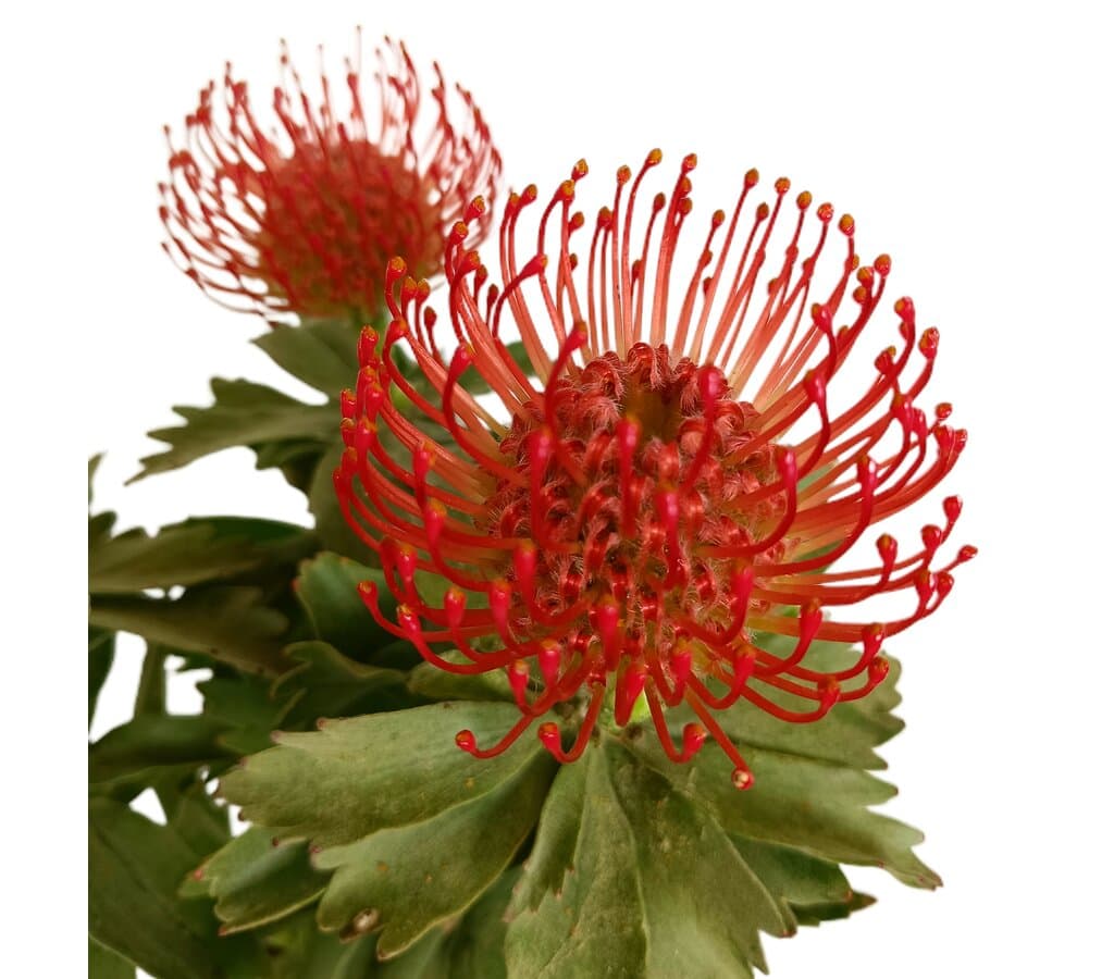 Leucospermum M17 (protea)_1