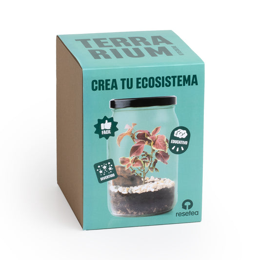 Kit Terrarium – Crea Tu Mini Jardín En Casa Con Plantas Y Ecosistema Natural | Regalo Decorativo Original_0
