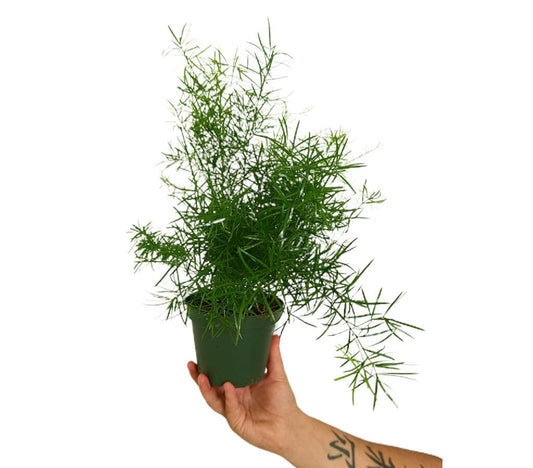 Asparagus Densiflorus Sprengeri M13 (esparraguera)_0
