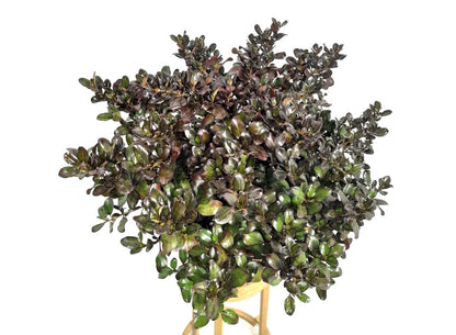 Coprosma Chocolate M24 50cm_0
