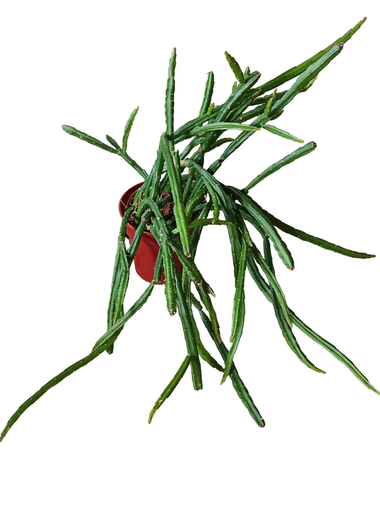 Planta Colgante Selinecereus Werkleii Ø6 Cm