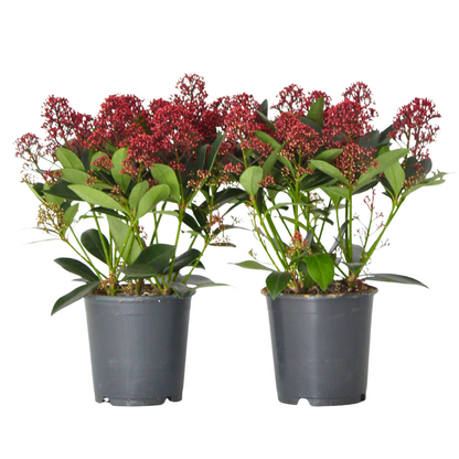 Esquimia - 2 Pzs - Skimmia Japonica 'rubella' - Altura 35-45cm - ⌀15cm