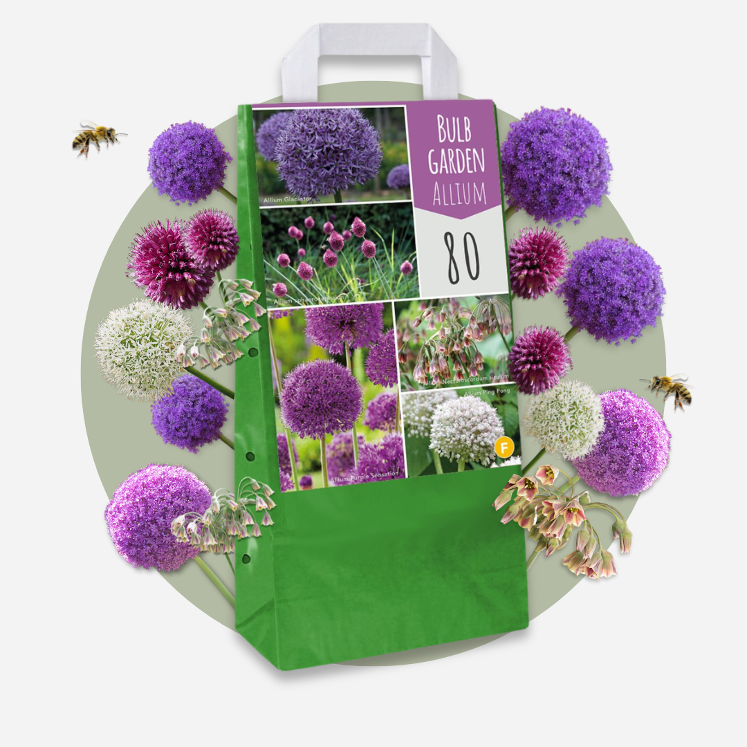 Bulbos De Allium - 80 Pzs - Allium - Bulbos De Flores_4