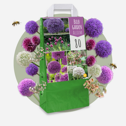 Bulbos De Allium - 80 Pzs - Allium - Bulbos De Flores_4