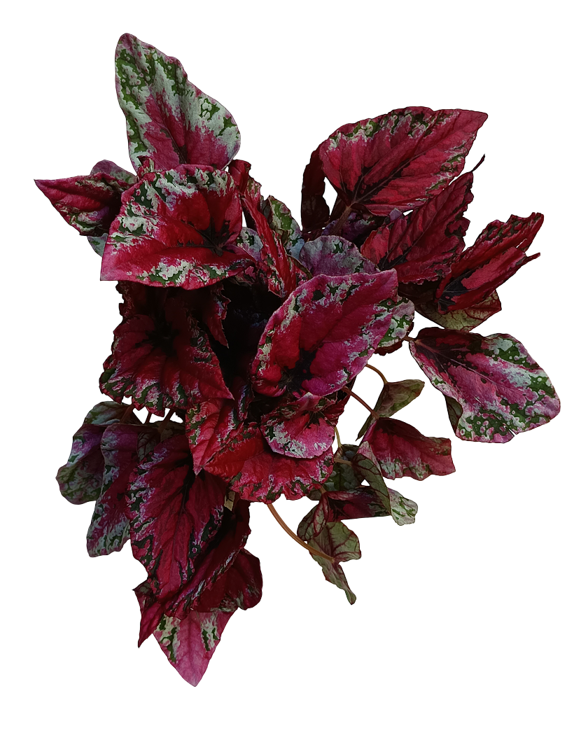 Begonia MAUI SUNSET Planta de interior Ø12 altura aprox. 22 cm_0