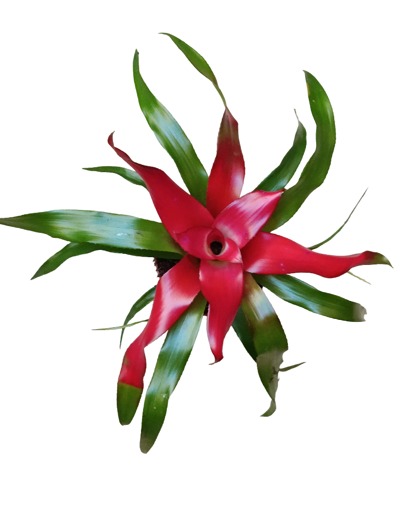 Neoregelia Carolinae Planta Bromelia Ø9 Muy Resistente_0
