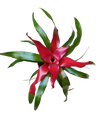Neoregelia Carolinae Planta Bromelia Ø9 Muy Resistente