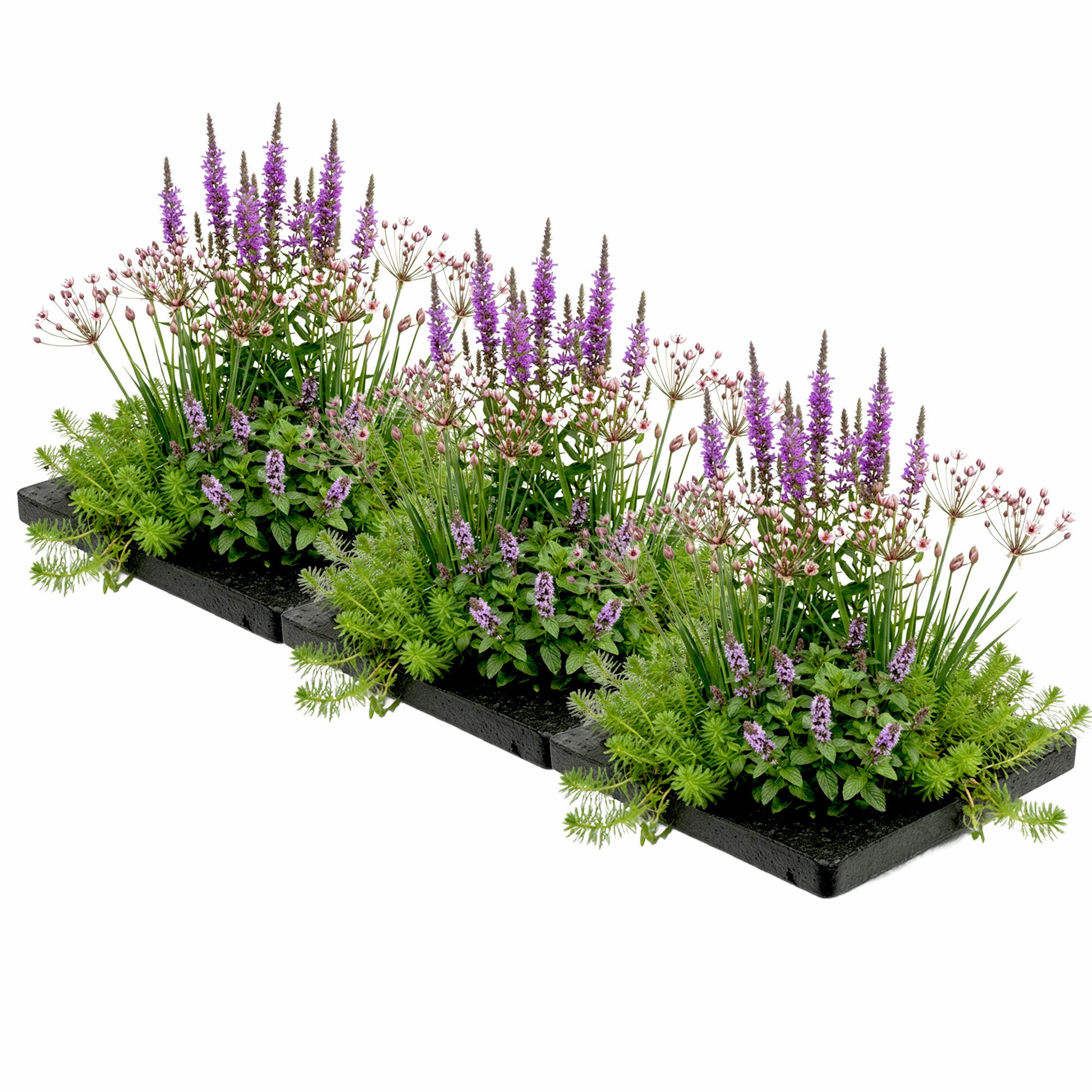 Isla Para Estanque Antimosquitos, 75 X 25 Cm - Set De 12 Plantas_0