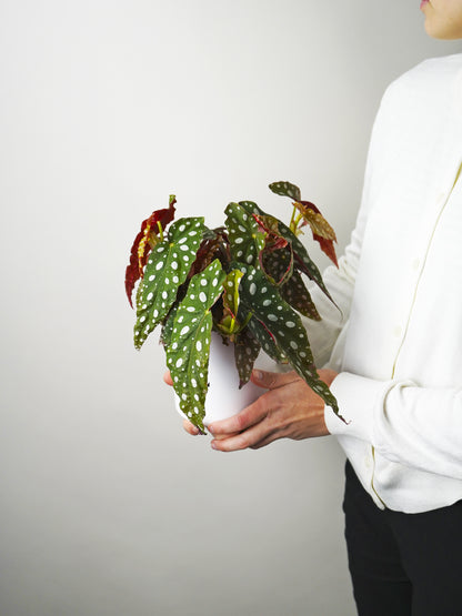 Begonia Maculata