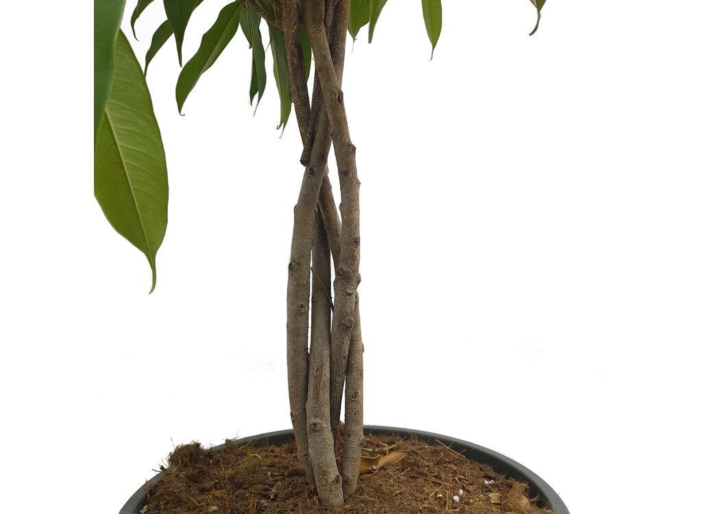 Ficus Amstel Queen Trenzado M32 110-130cm_1