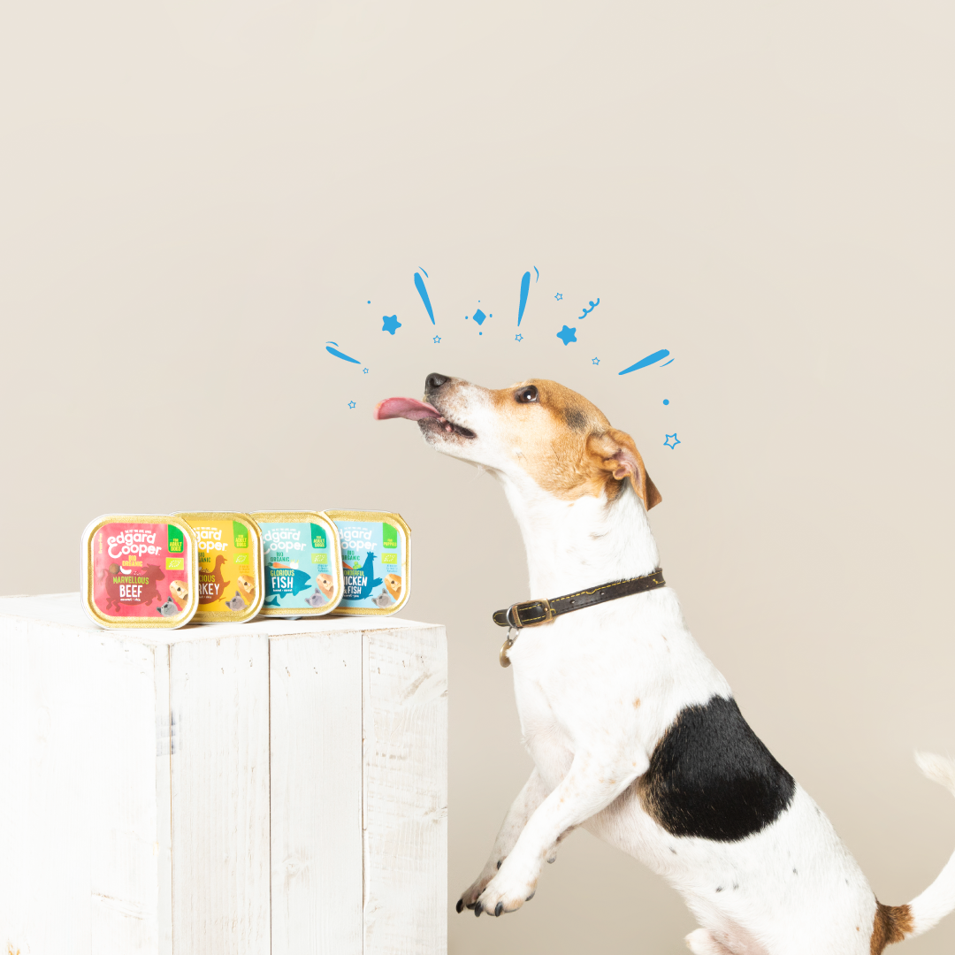 Tarrina de comida para perros con pescado orgánico sin cereales | Edgard & Cooper 100 g