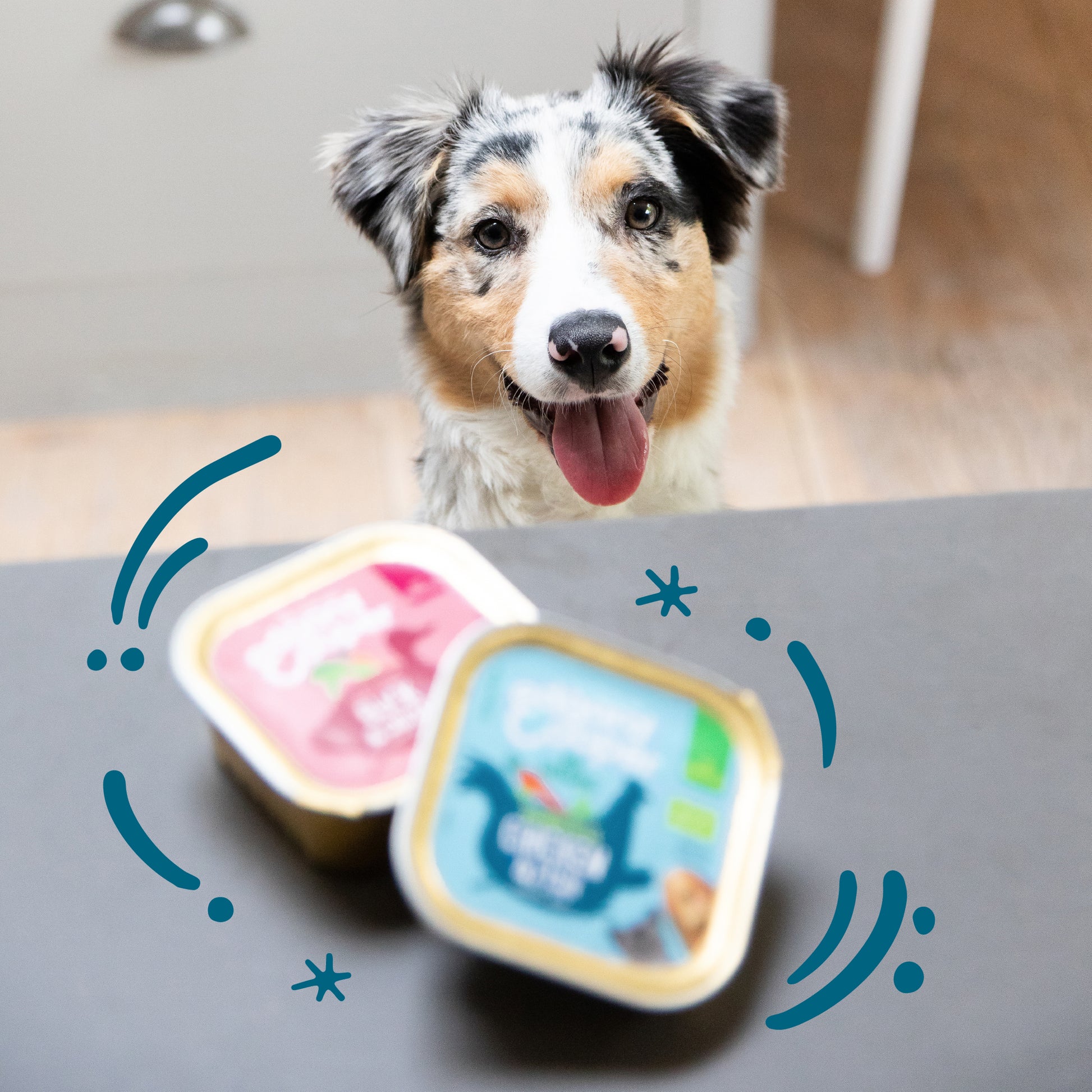 Tarrina de comida para perros con pavo orgánico sin cereales | Edgard & Cooper 100 g