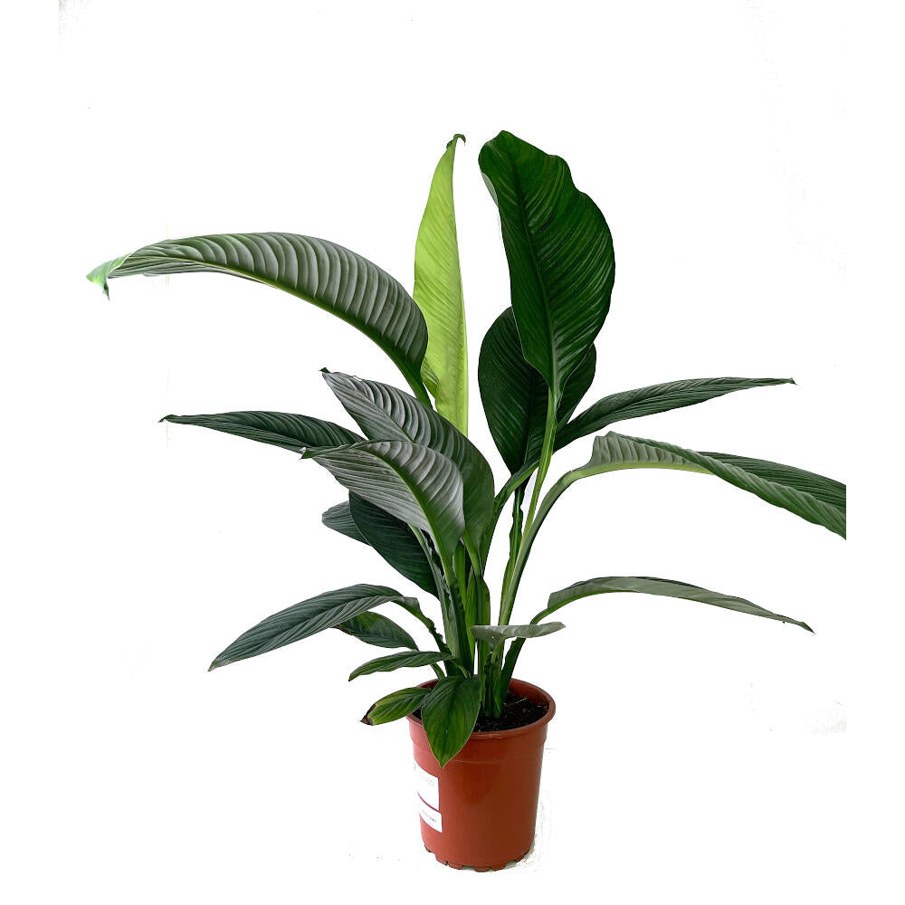 Spathiphyllum Sensation M24 100cm (cuna De Moisés)_0