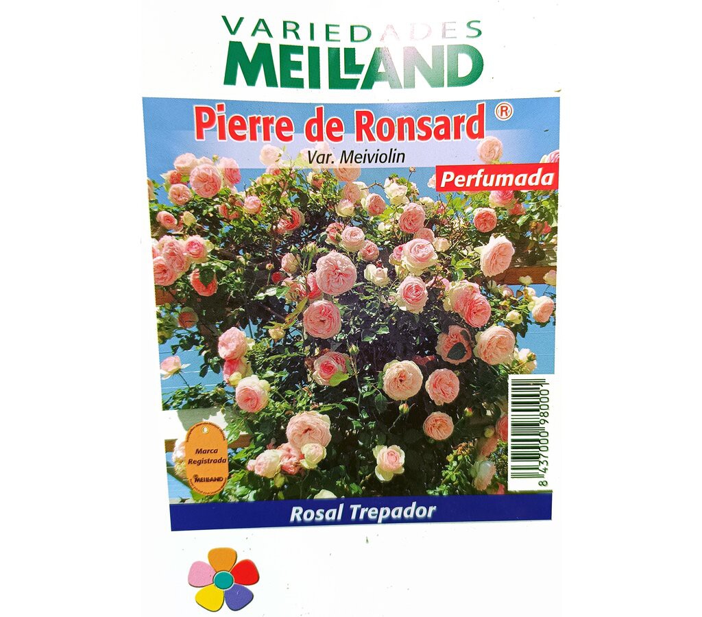 Rosal Trepador Perfumado Meilland Pierre De Ronsard M20_0