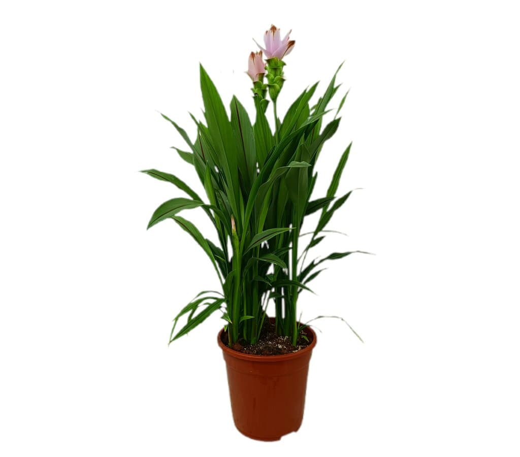 Curcuma Siam Solar M21_0