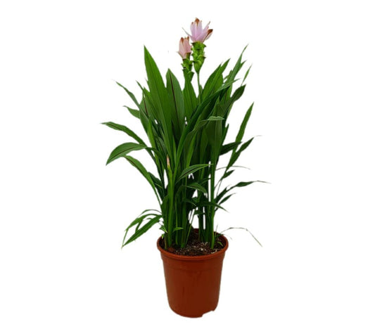 Curcuma Siam Solar M21_0