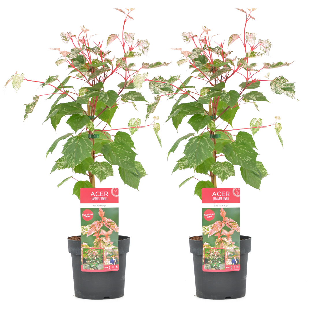 Arce Japonés - 2 Pzs - Acer Conspicuum 'red Flamingo' - Altura 50-60cm - ⌀19cm_0