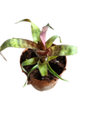 Vriesea Red Chestnut Mini Planta Bromelia 8 Cms