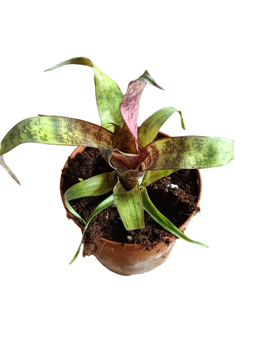 Vriesea Red Chestnut Mini Planta Bromelia 8 Cms