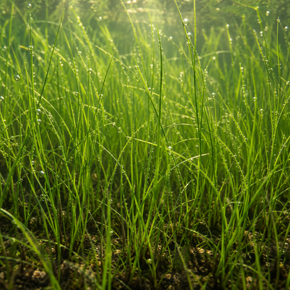 Junco De Aguja - Eleocharis Acicularis - 12 Plantas_1