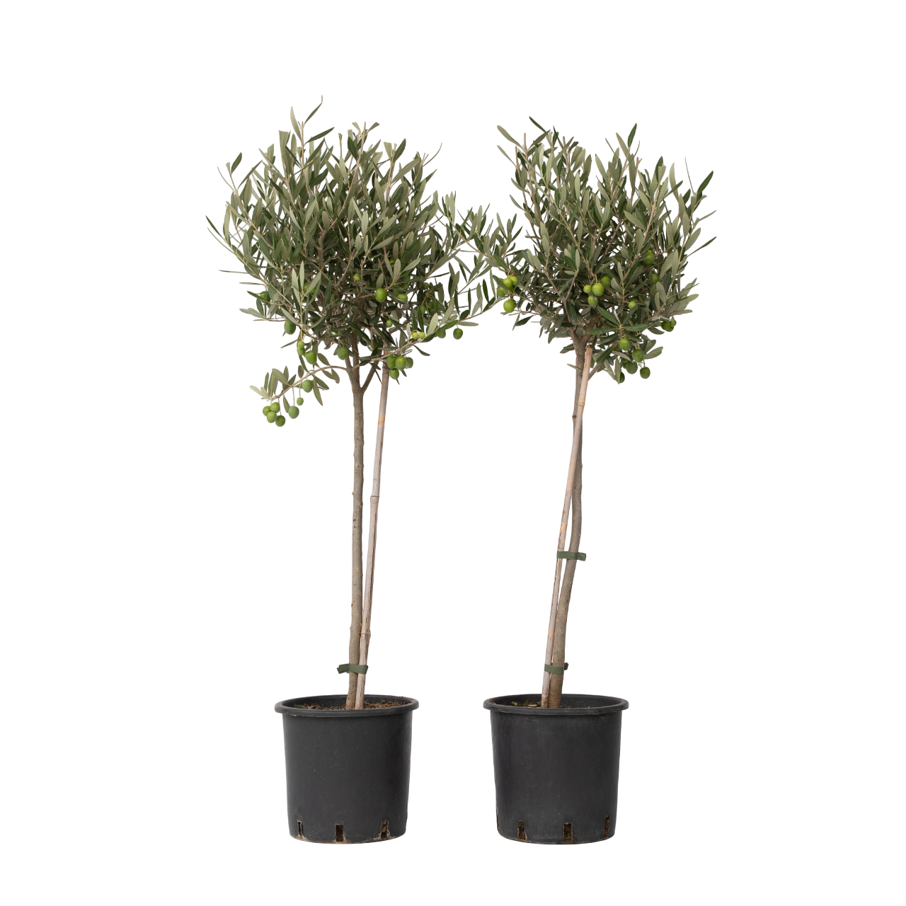 Olivo - 2 Pzs - Olea Europaea - Altura 80-90cm - ⌀19cm_0