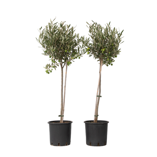 Olivo - 2 Pzs - Olea Europaea - Altura 80-90cm - ⌀19cm_0