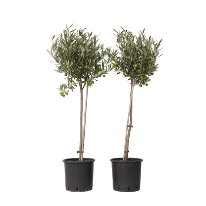 Olivo - 2 Pzs - Olea Europaea - Altura 80-90cm - ⌀19cm