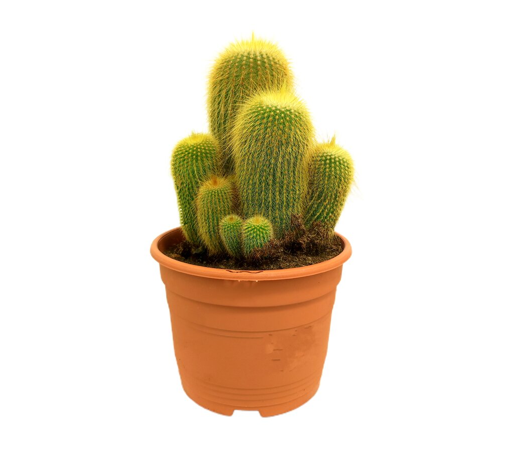 Eriocactus Leninghausii M17_0