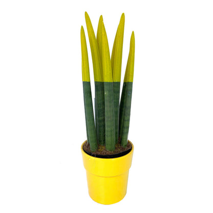 Sansevieria Cilindrica Pintada M12 30cm