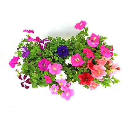 Pack 10 Petunias_1