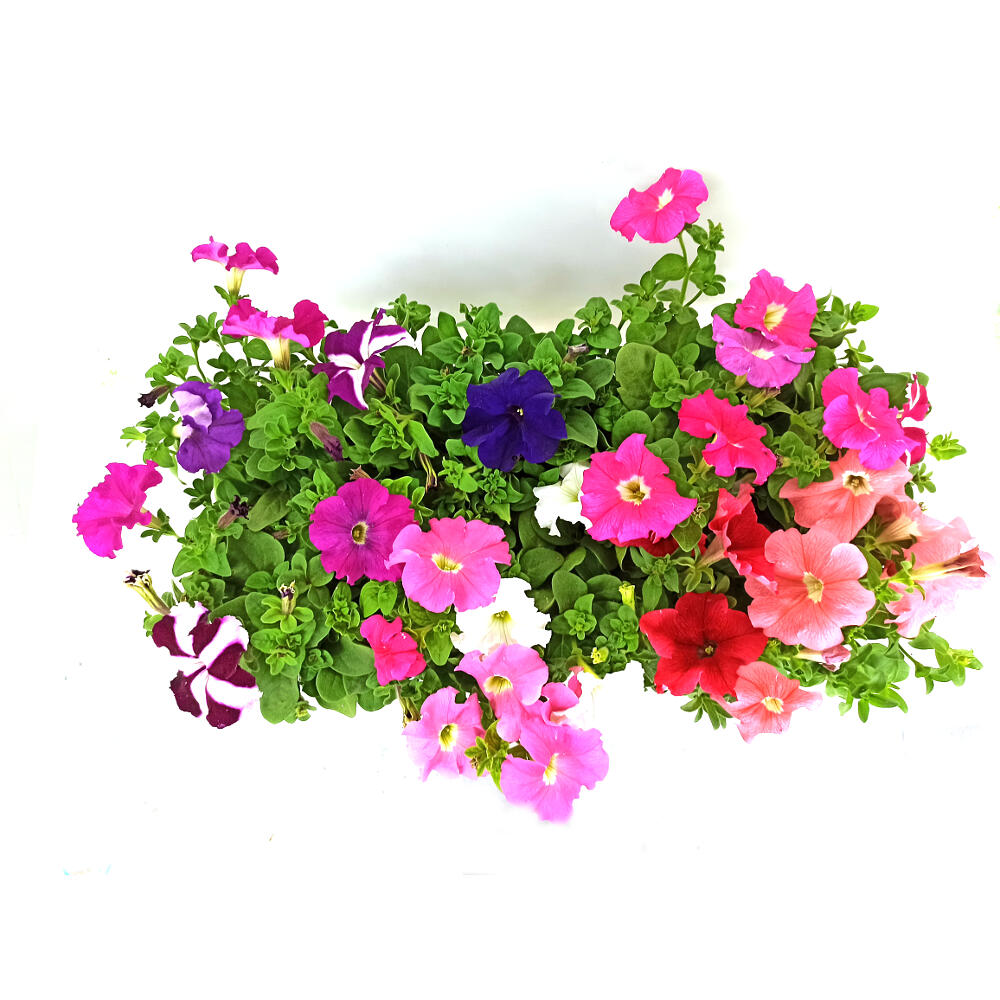 Pack 10 Petunias